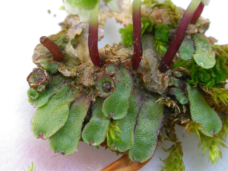 Asterella tenella
